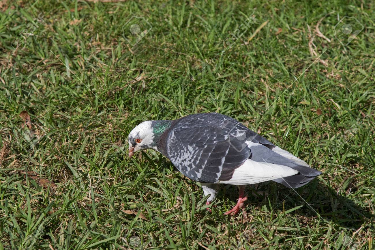 午後にはメルボルン オーストラリアの緑の草の上を歩いての首に黒い斑点 虹色緑紫白鳩鳥をレーシング グレー ホワイト の写真素材 画像素材 Image 5661