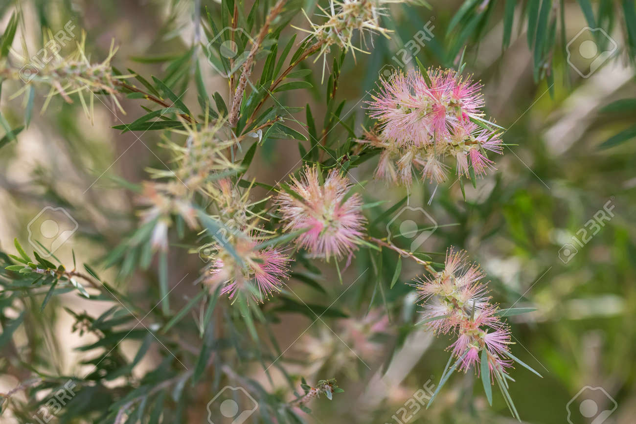 ボトルのクローズ アップ花ブラシ ブラシノキ 甘いピンク色背景をぼかしと庭の花 の写真素材 画像素材 Image