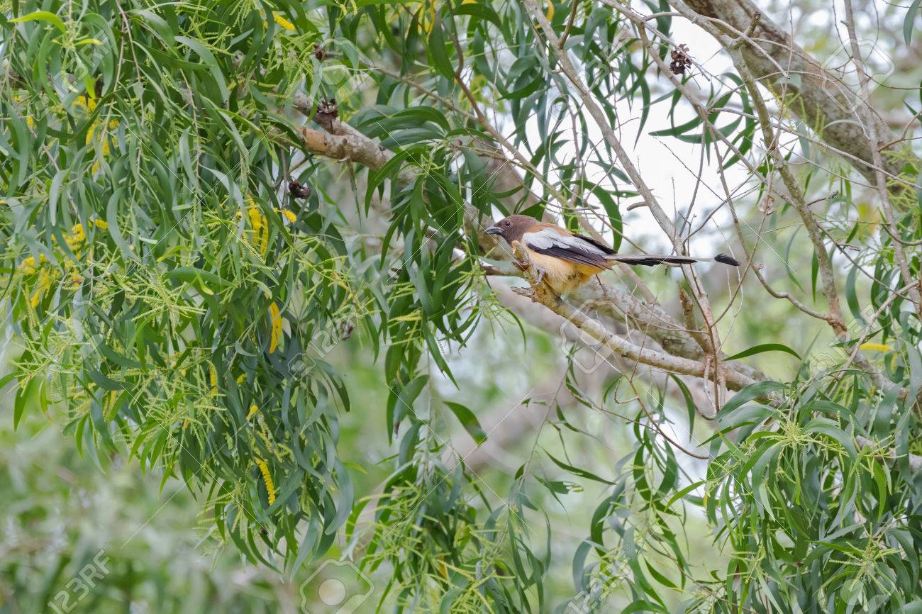 Rufous Treepie Oiseau Avec Une Longue Queue Et Les Plumes Marron Clair Foncé Percher Sur Une Branche Darbre Dans La Forêt En Thaïlande En Asie
