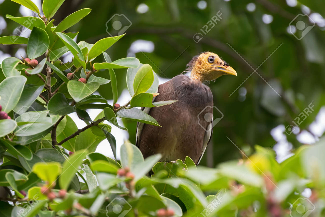 bald headed common myna bird with yellow head perching on tree