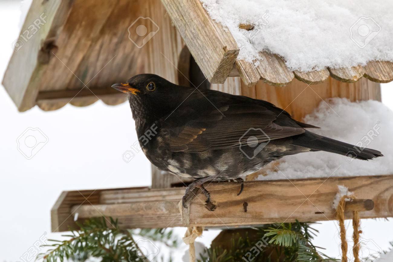 Merle Noir Mâle Avec Une Plume Blanche Albinos Grise Anneau Pour Les Yeux Jaune Perché Sur Une Mangeoire à Oiseaux En Bois En Autriche Europe