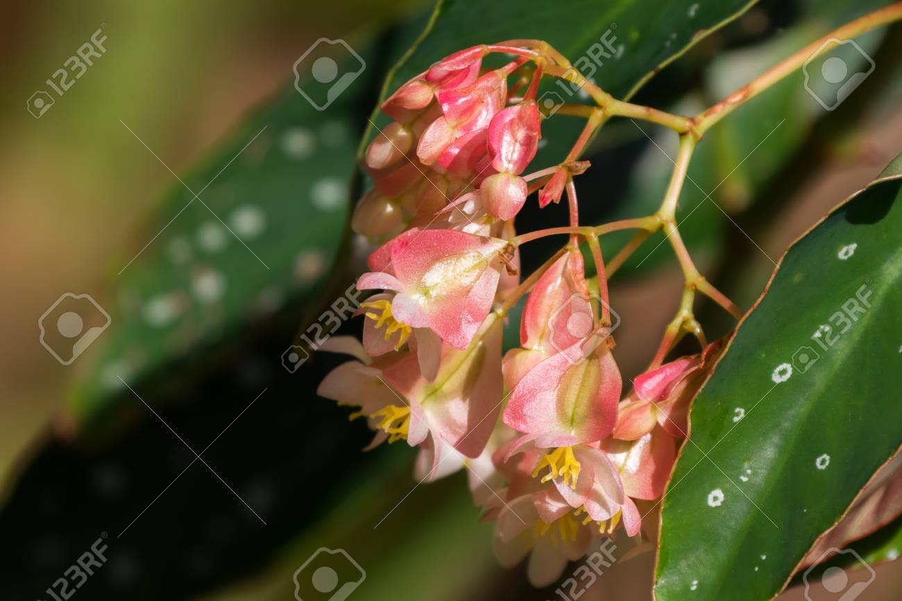 Sweet Pale Pink Color Of Begonia Flower With White Spot Leaves ...
