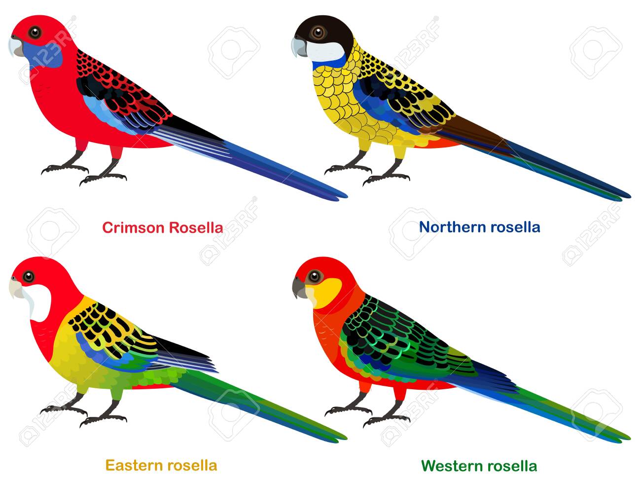カラフルなインコの絵皿27センチ