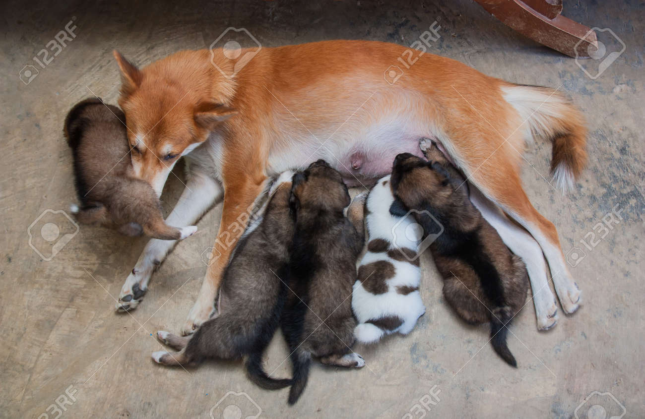 dog milk for puppies