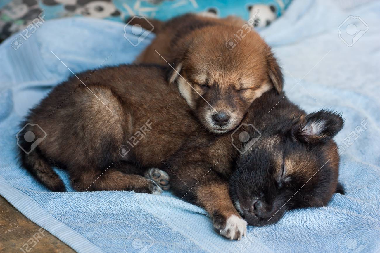 puppies sleeping together