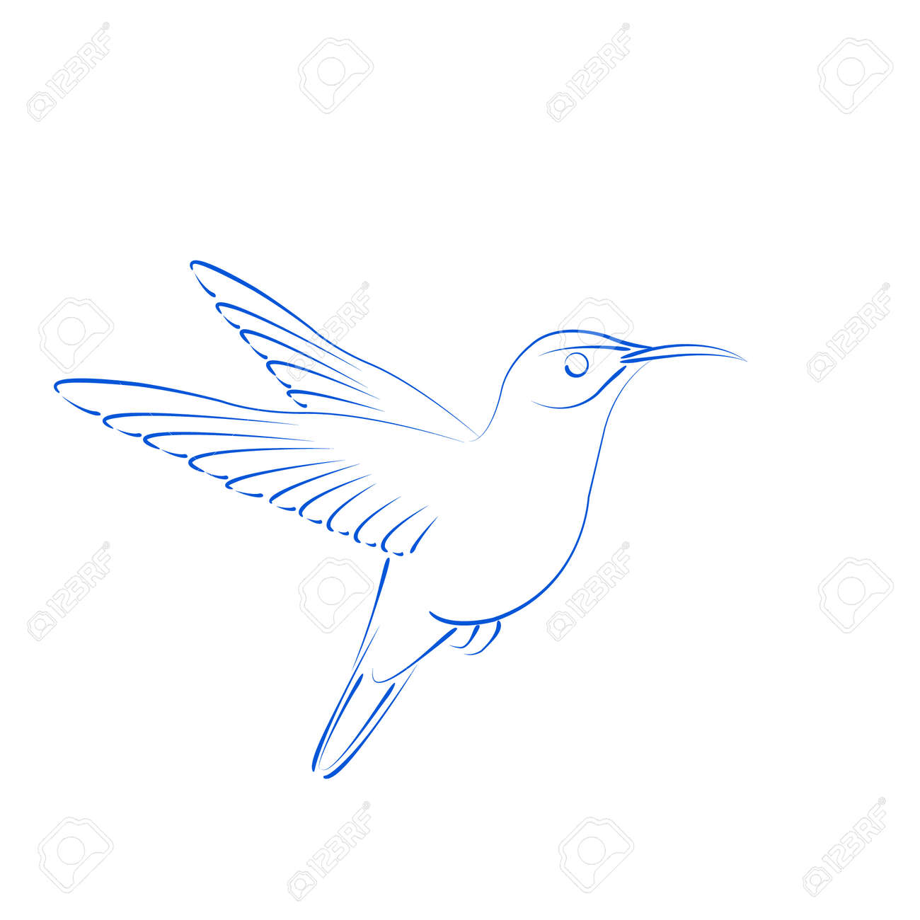 sketched hummingbird colibri isolated on white background design