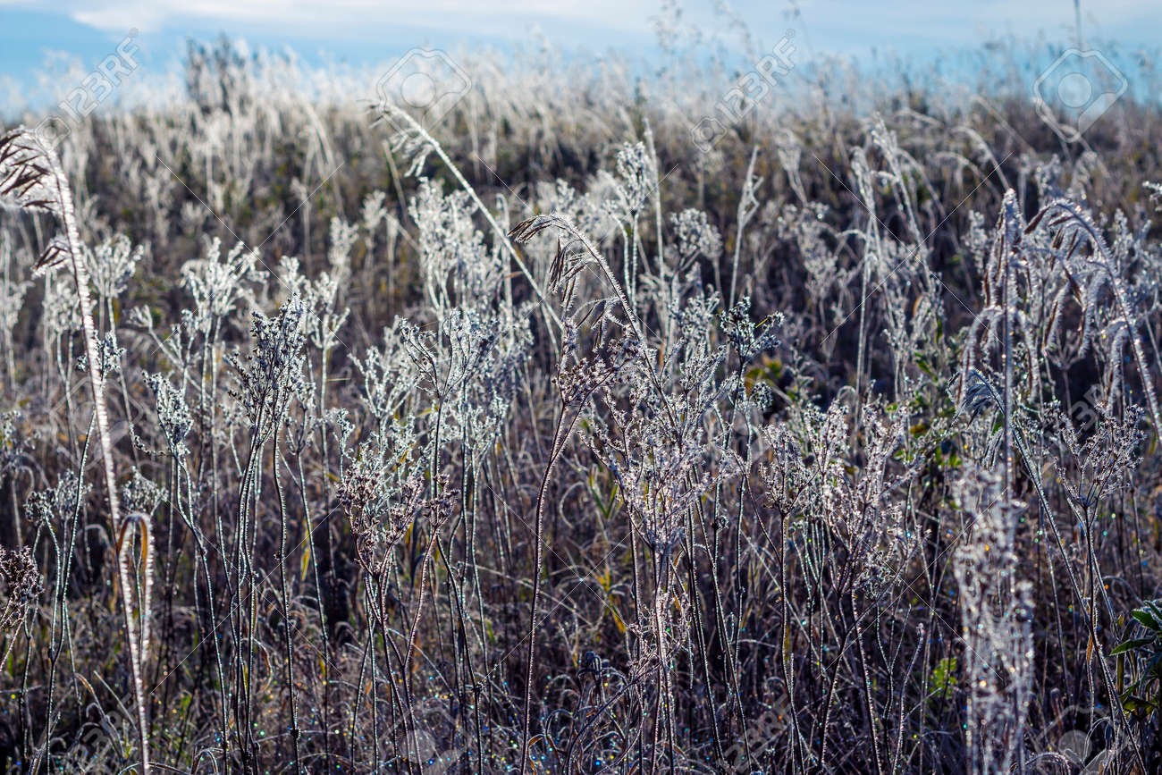 RÃ©sultat de recherche d'images pour "premiÃ¨res gelÃ©es images pinterest"