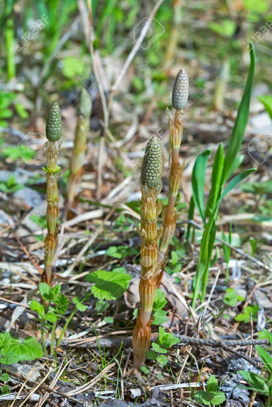 植物スギナや一般的なツクシ スギナ緯度 胞子を撃つ の写真素材 画像素材 Image 植物スギナや一般的なツクシ スギナ緯度 胞子を撃つ の写真素材 画像素材 Image