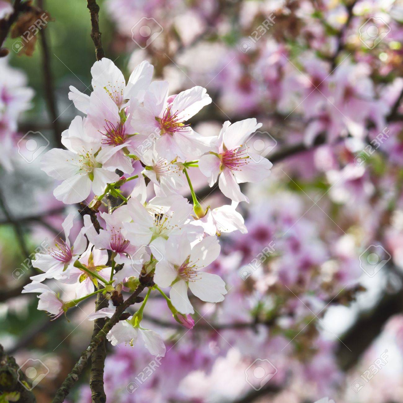 台湾アジアの植物の花白桜ピンク日光赤い緑屋外の自然な背景します の写真素材 画像素材 Image 台湾アジアの植物の花白桜ピンク日光赤い緑屋外の自然な背景します の写真素材 画像素材 Image