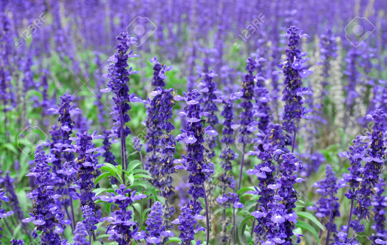 Fresh Natural Flower In Bright Day Beautiful Spring Purple Flowers In The  Garden Background Blooming Flowers Field Under Bright Day In Summer Stock  Photo - Download Image Now - iStock, image size:1300x825