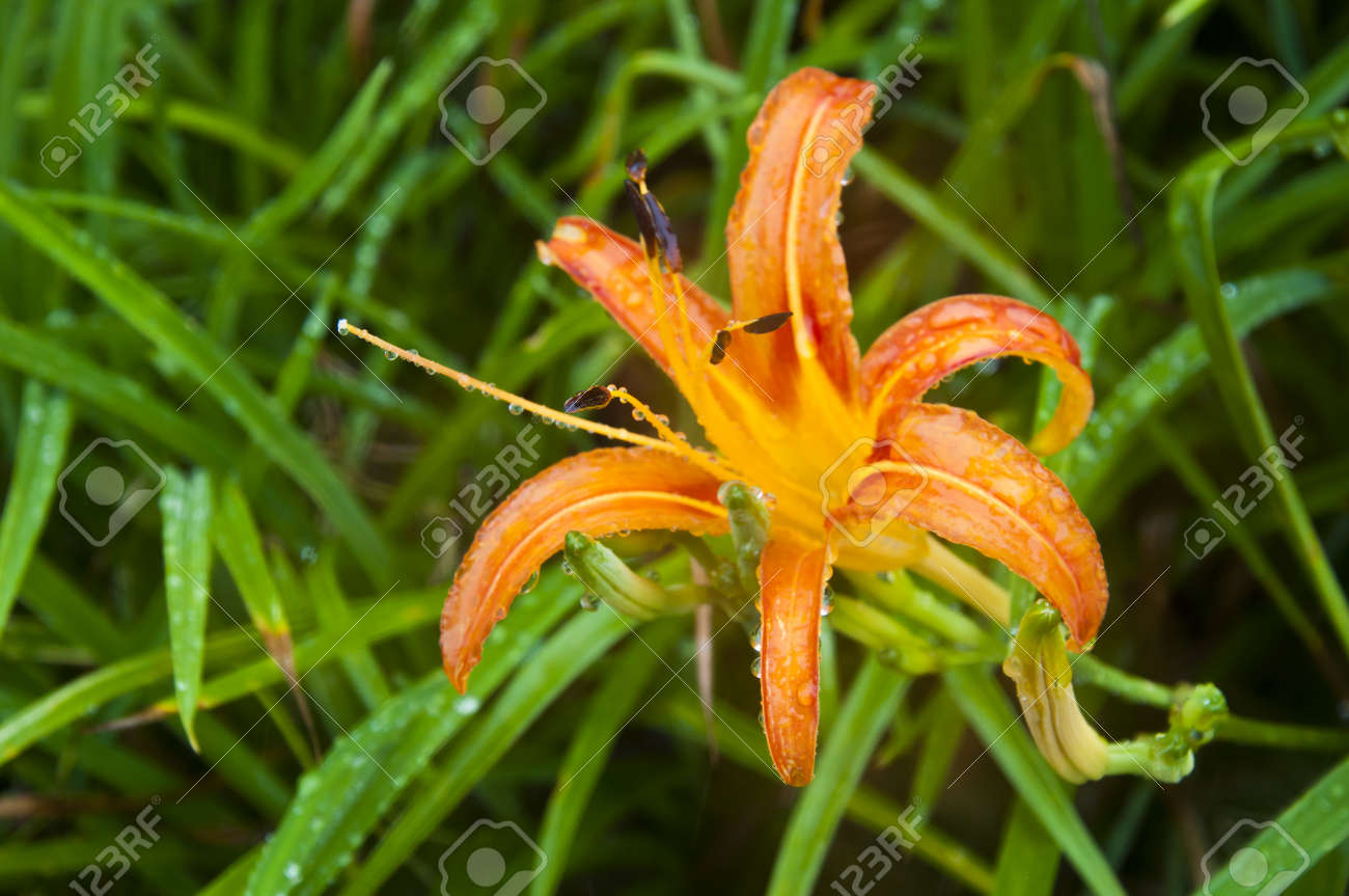 Taiwan Plante Asiatique Fleur Parc Extérieur Gros Plan Arrière Plan Naturel Pacifique Feuille Verte Jaune Orange Bloom Bourgeon De Fleur Hémérocalle