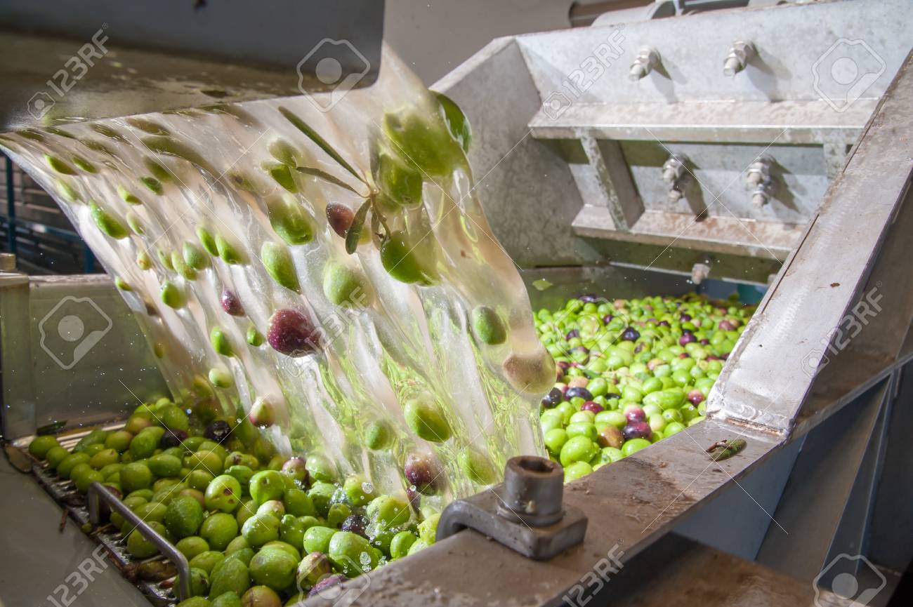 The process of olive washing and defoliation in the chain production of a modern oil mill - 88861771 The process of olive washing and defoliation in the chain production of a modern oil mill - 88861771