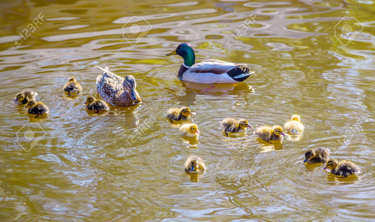 ducklings family of wild ducks swims in a pond mother and father