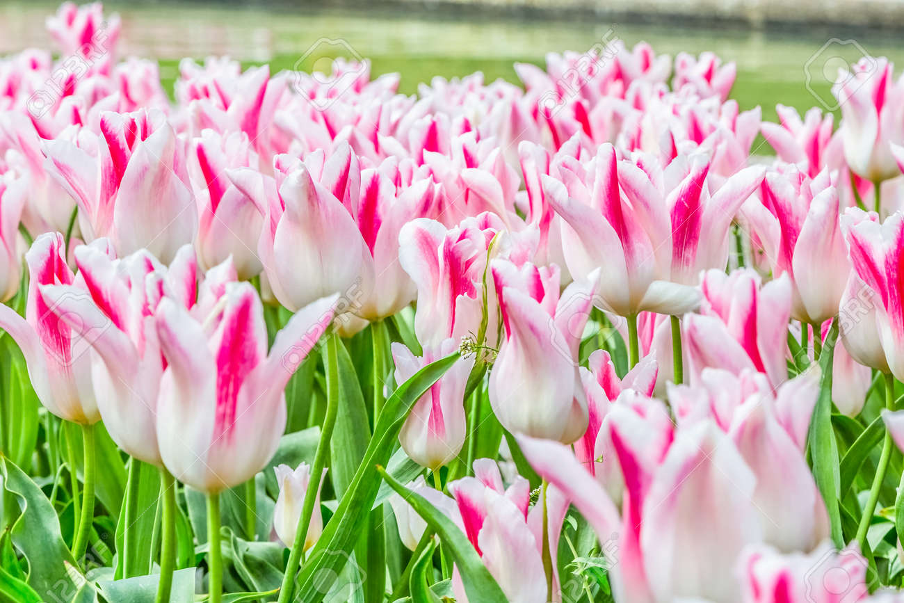 fresh white tulips white