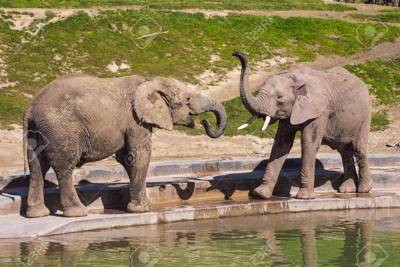 Young Elephants Play Near A Watering Hole In A Safari Park Stock Photo Picture And Royalty Free Image Image