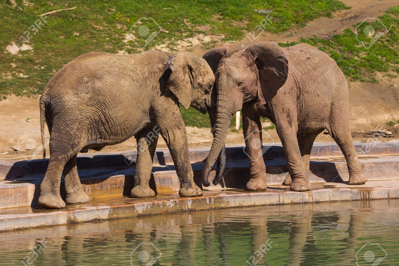 Young Elephants Play Near A Watering Hole In A Safari Park Stock Photo Picture And Royalty Free Image Image