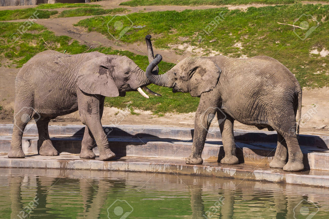 Young Elephants Play Near A Watering Hole In A Safari Park Stock Photo Picture And Royalty Free Image Image