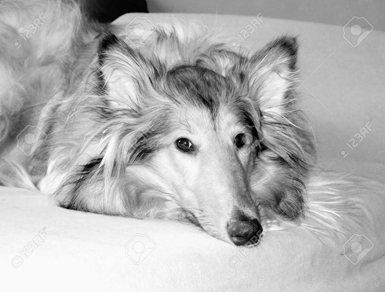 黒と白の色でかわいいコリー犬 の写真素材 画像素材 Image