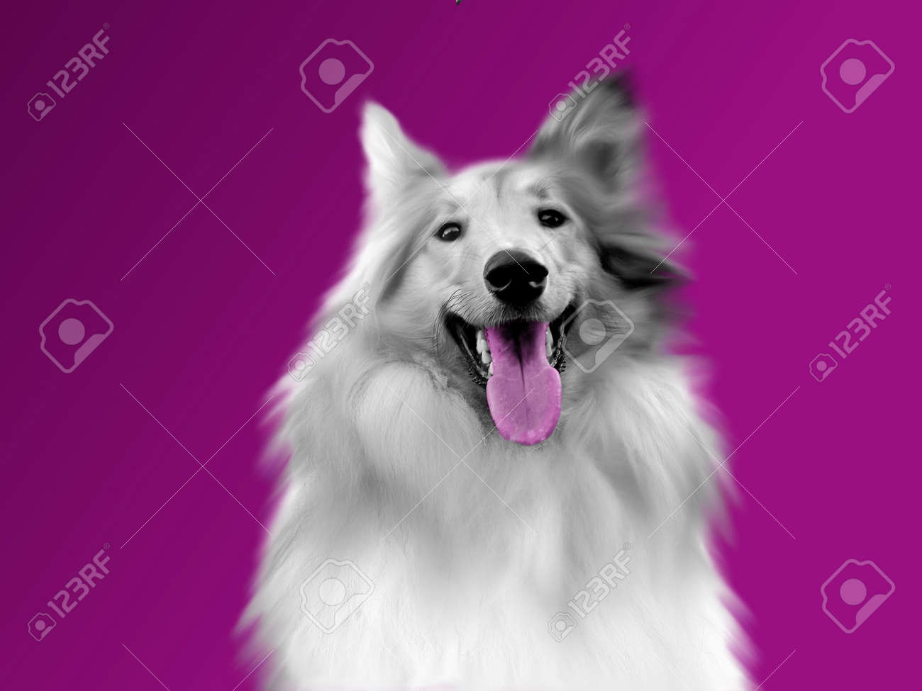 紫色の舌と黒 白い犬と紫色の背景 の写真素材 画像素材 Image