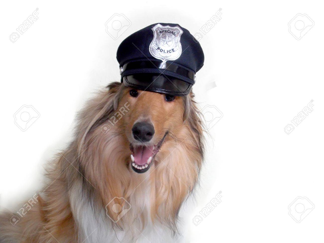 dog sheriff hat
