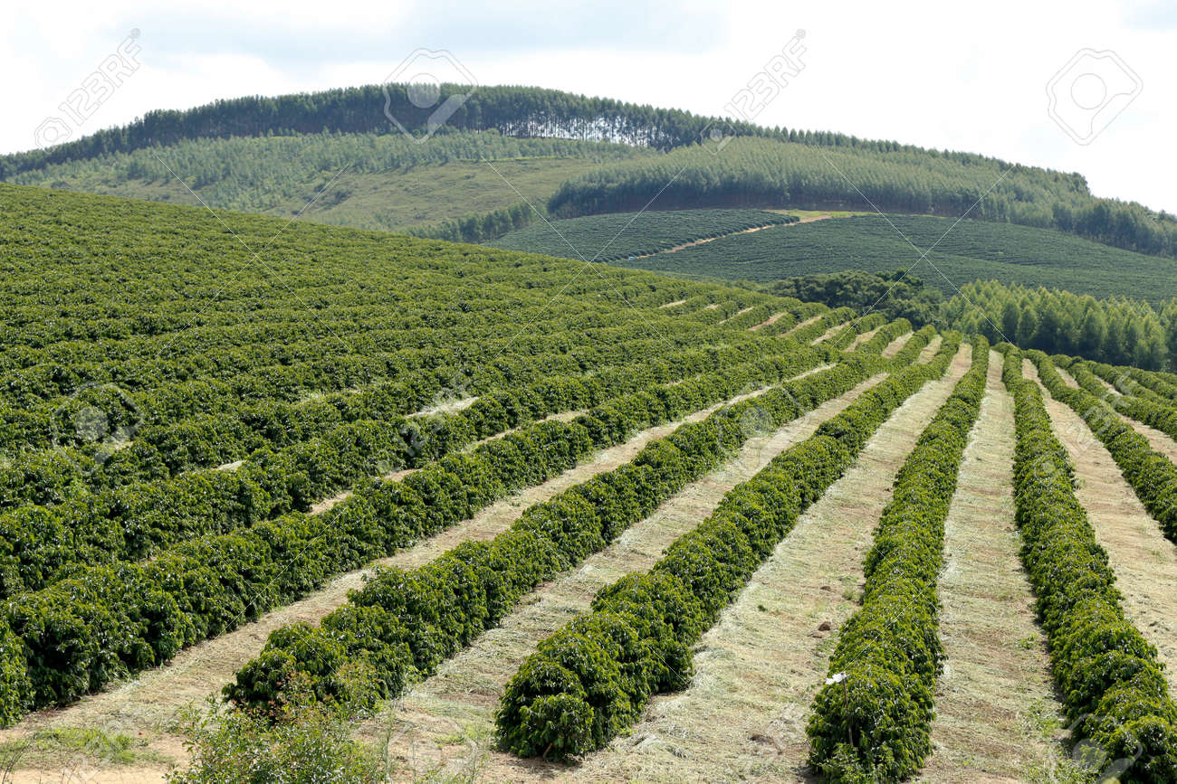 view farm with coffee plantation stock photo picture and royalty