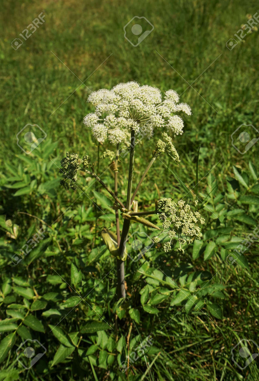 チロル アルプス セイヨウトウキ の写真素材 画像素材 Image