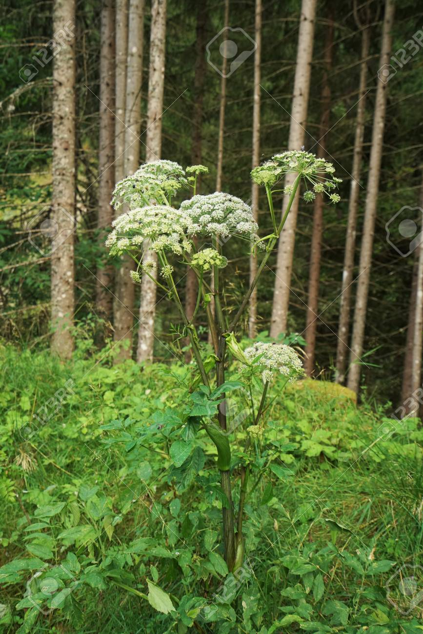 チロル アルプス セイヨウトウキ の写真素材 画像素材 Image