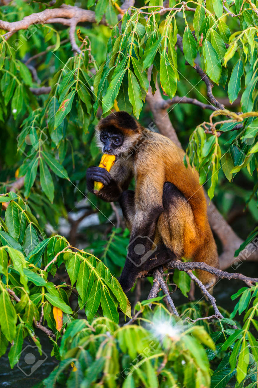 Macaco Aranha Geoffroys, Ateles Geoffroyi, Também Conhecido Como