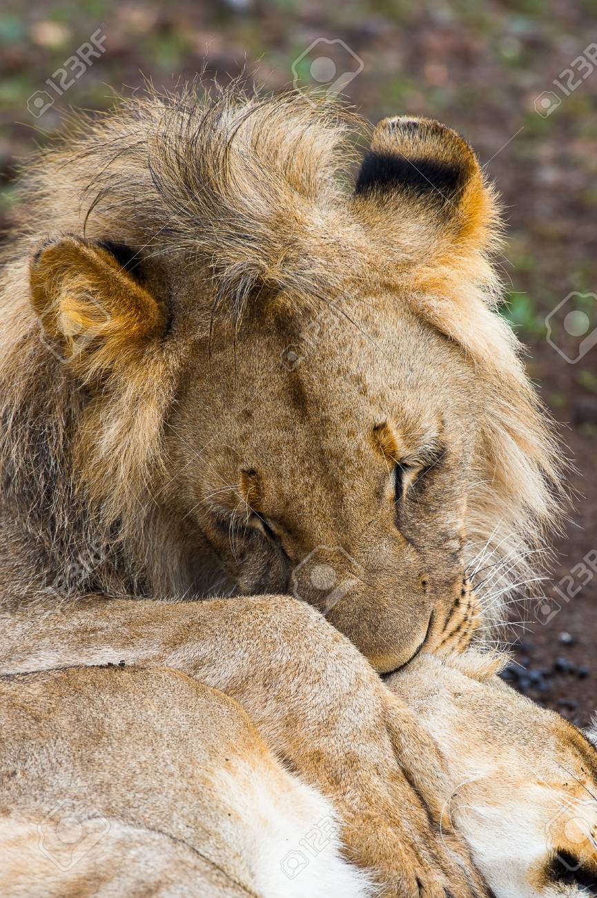 ライオンはアフリカ ジンバブエの地で彼の妻の雌ライオンをキスします の写真素材 画像素材 Image