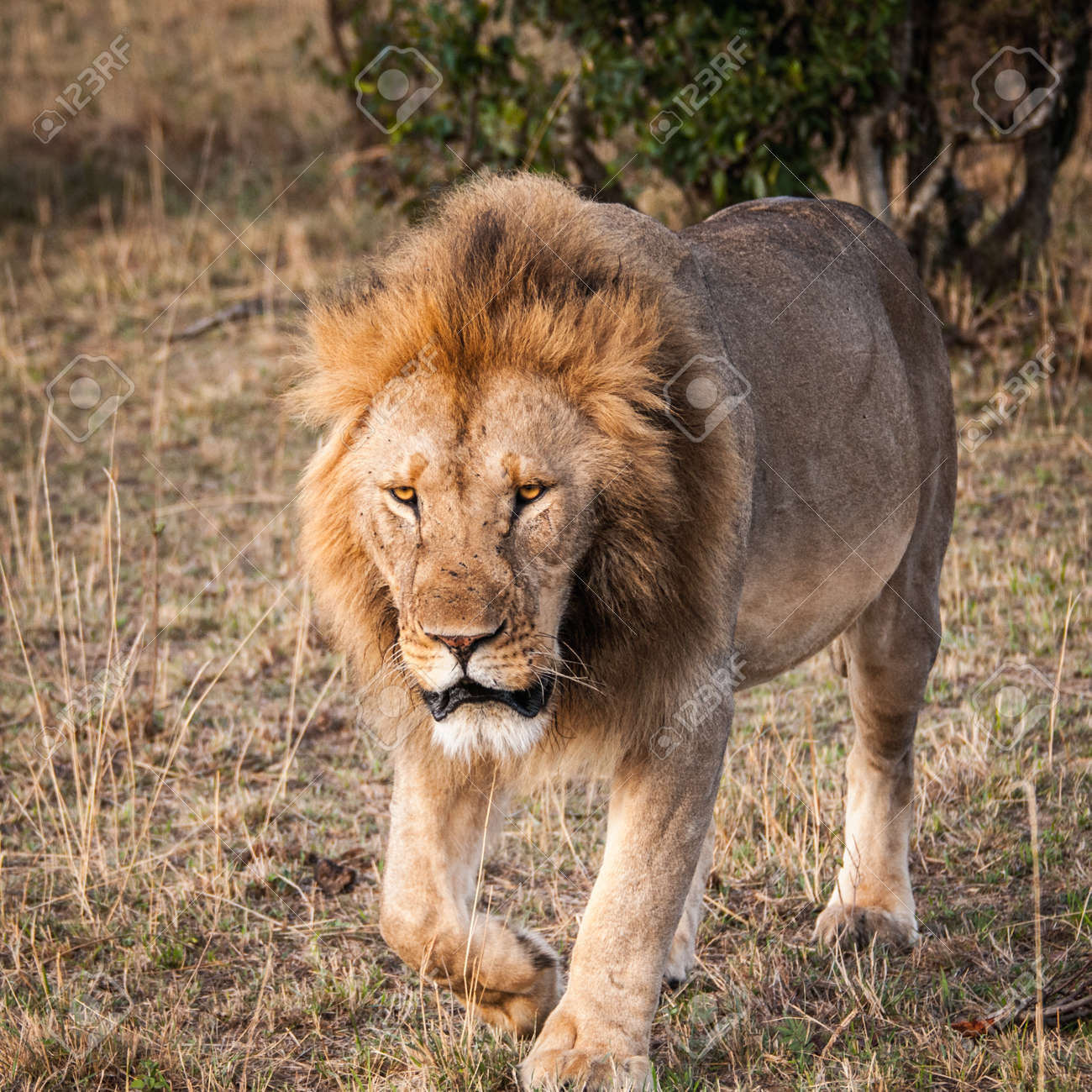 悲しいライオン ケニアで ジャングルの王 の写真素材 画像素材 Image