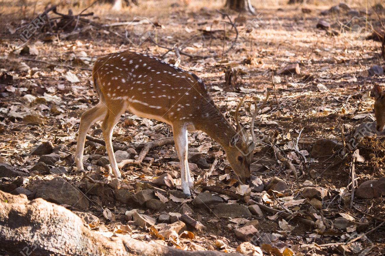 インドの保護区でかわいい鹿のクローズアップ の写真素材 画像素材 Image インドの保護区でかわいい鹿のクローズアップ の写真素材 画像素材 Image