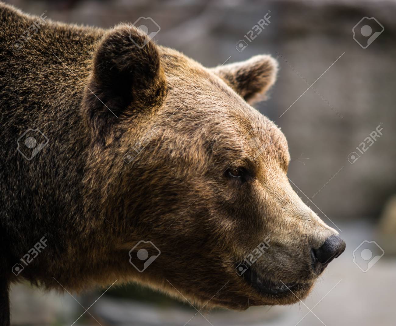 ours enorme