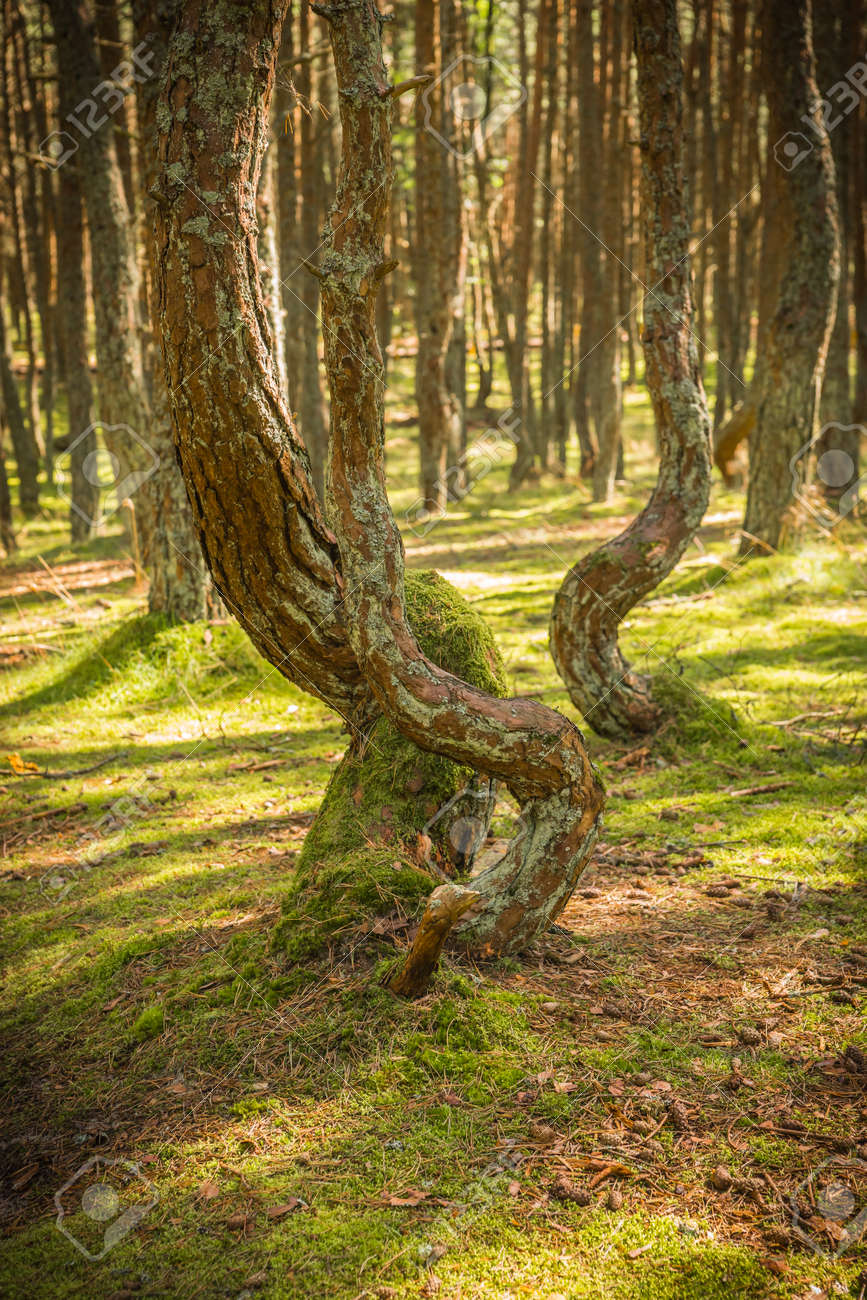 Dancing forest Dancing forest