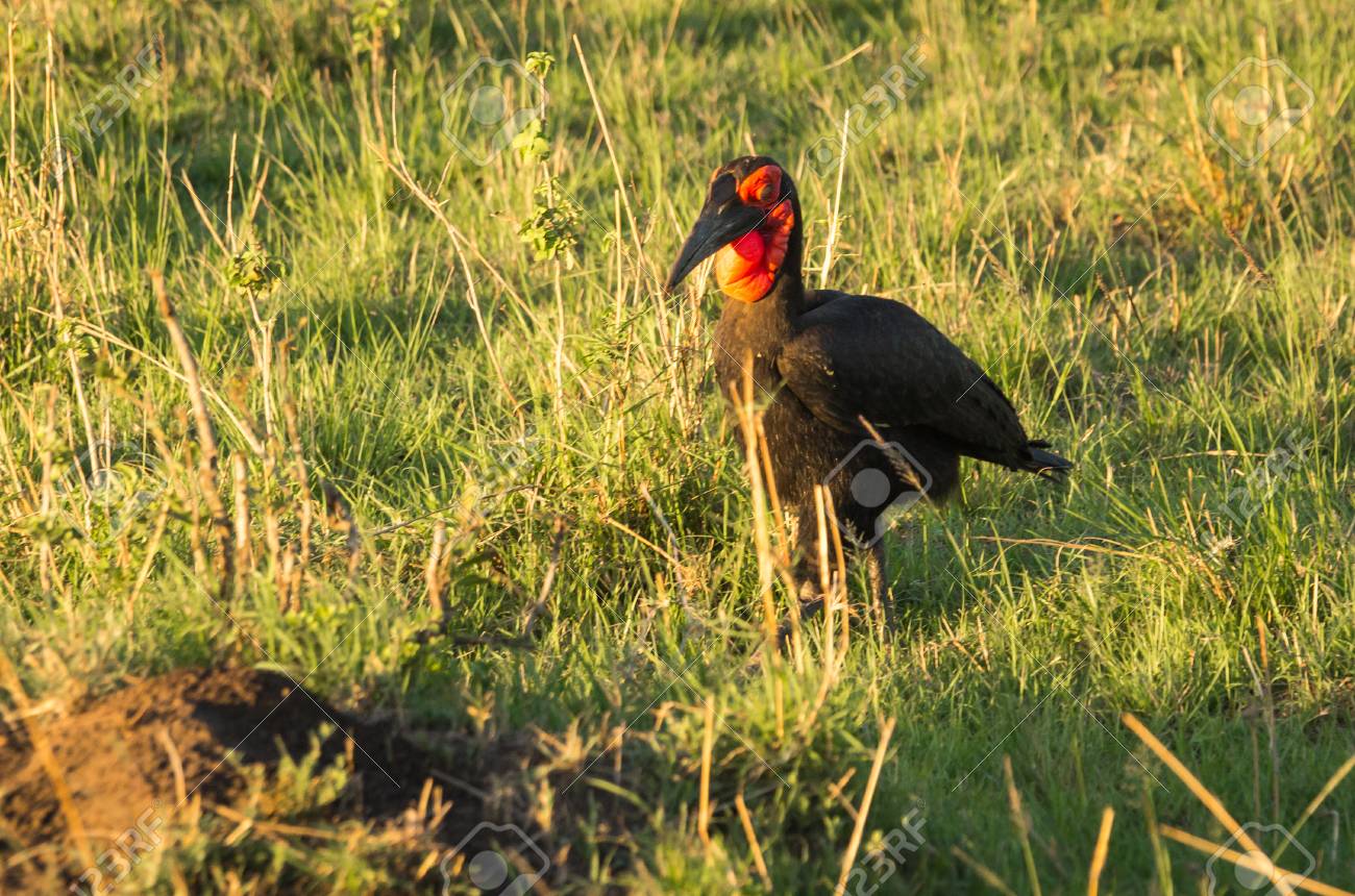 ケニア マサイマラで赤い頭を持つ大きな黒い鳥の画像 の写真素材 画像素材 Image