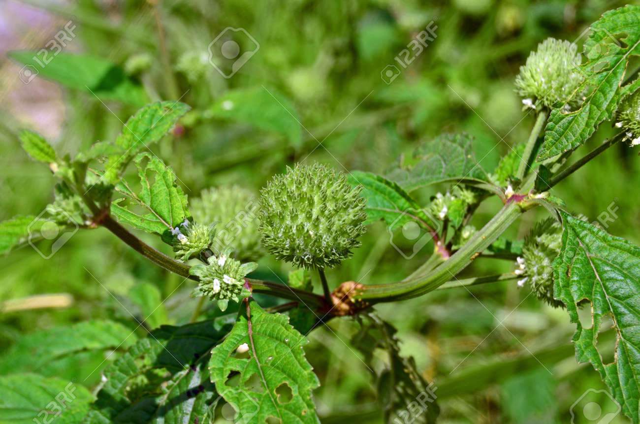 Chibolita Immagini Stock - Hyptis Brevipes O Chibolita Sono Erbe Erette Della  Famiglia Delle Lamiaceae. Le Foglie Sono Verdi, Ruvide, Pelose E Hanno  Fiori Con Spighe Rotonde E Flosce. Image 190025998