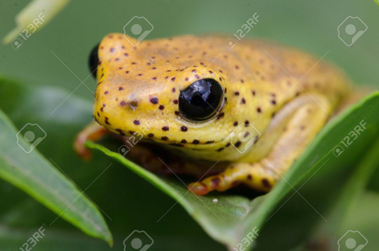 黄色のカエルの葉の上に座っている大きな黒い目のクローズ アップ の写真素材 画像素材 Image 黄色のカエルの葉の上に座っている大きな黒い目のクローズ アップ の写真素材 画像素材 Image