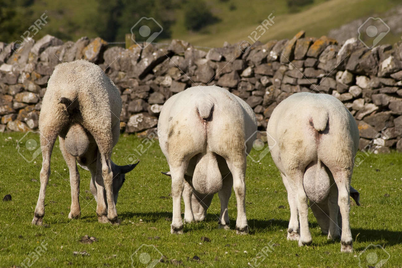 8014787-three-rams-with-enormous-testicles.jpg