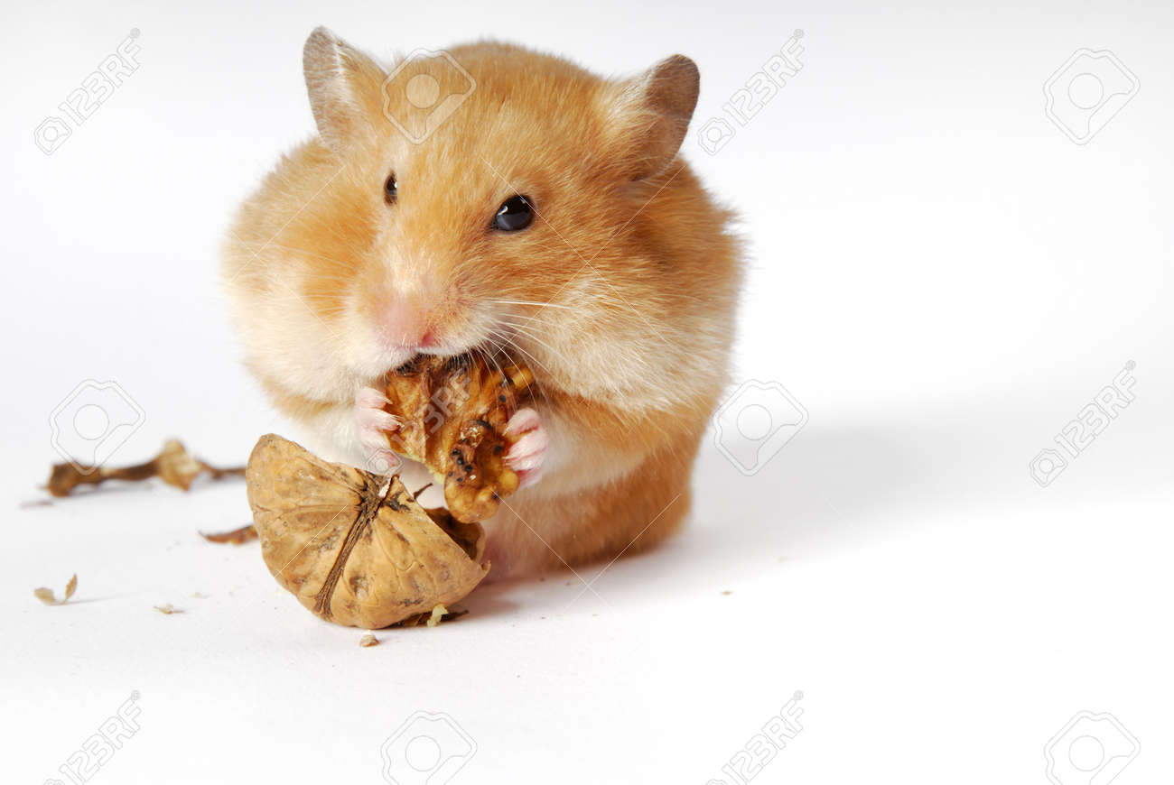 hamster nut