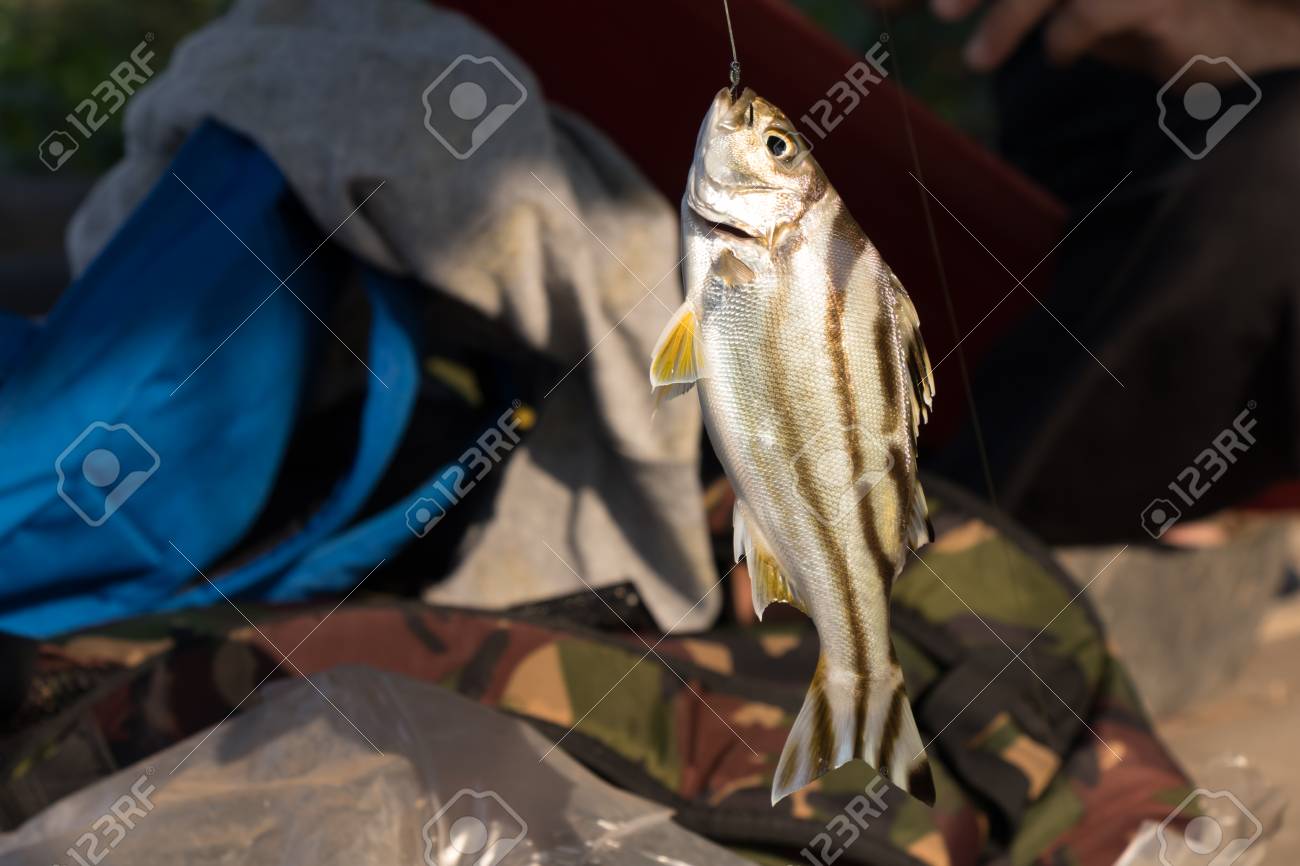 Tiger striped bass Clearance