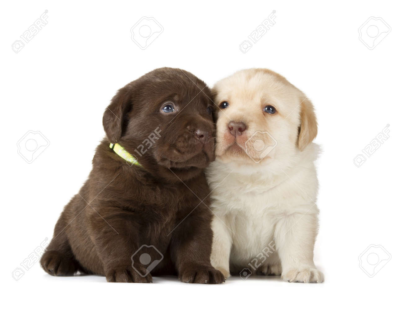 Chocolat Labrador Retriever Jaune Chiots De 4 Semaines Isole Sur Fond Blanc Banque D Images Et Photos Libres De Droits Image