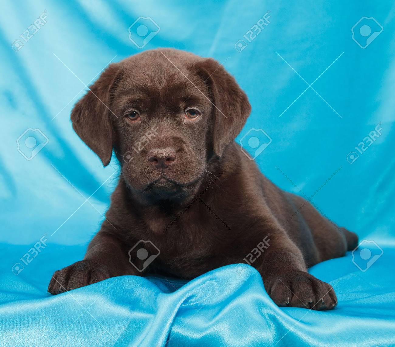 12 week chocolate lab