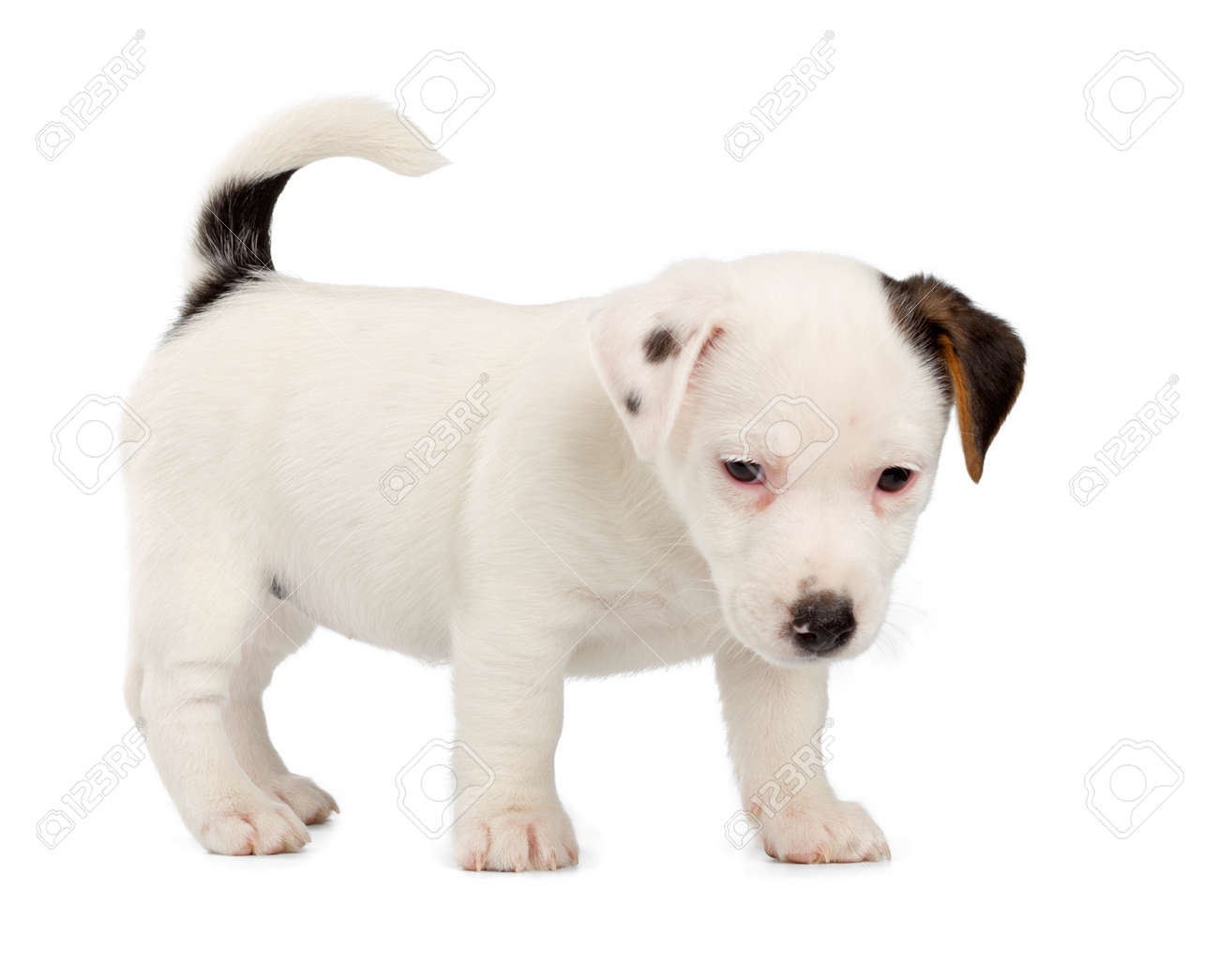 jack russell albino