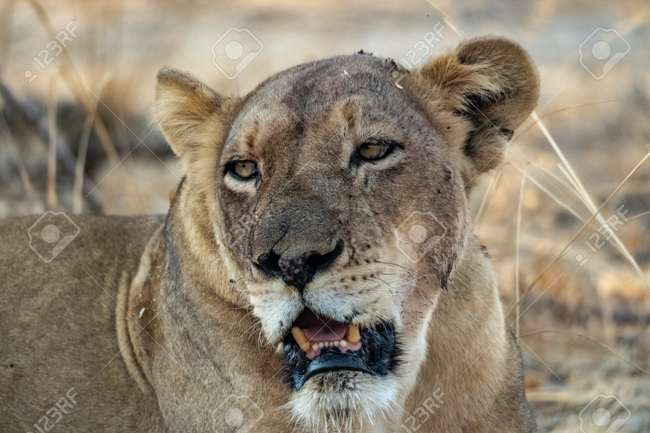 etiam-dictum-ipsum-a-felis