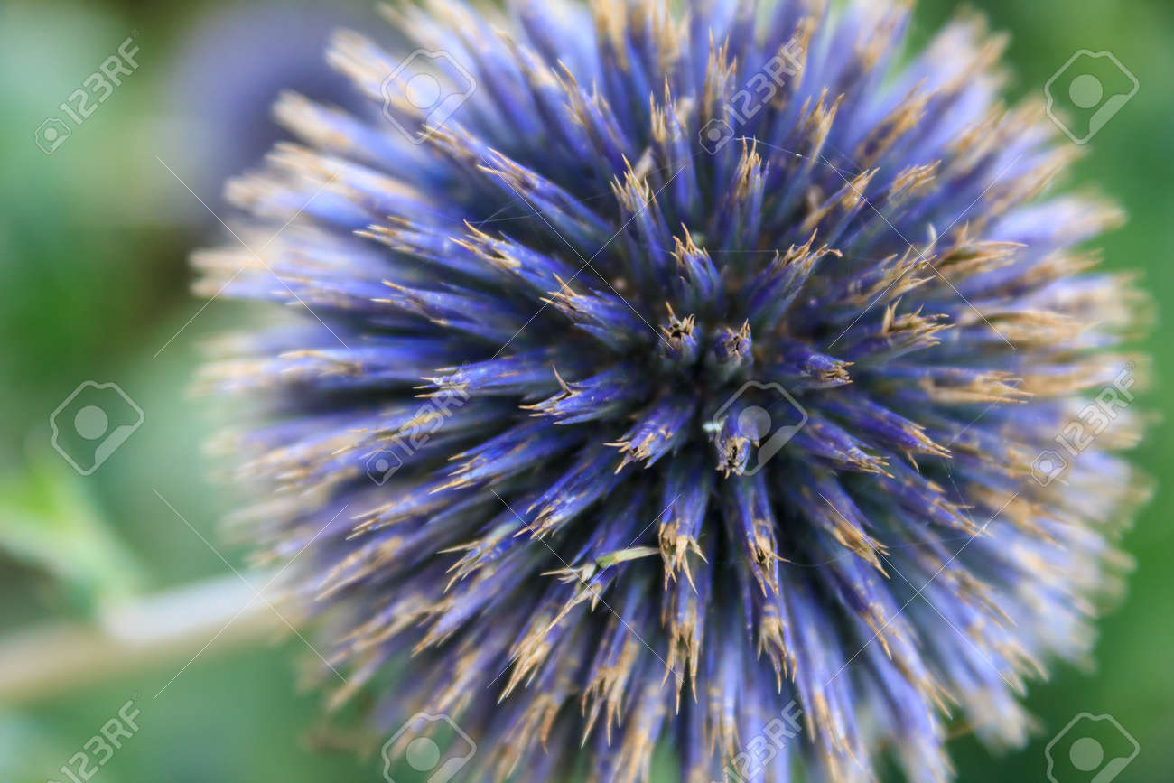 ディープ パープルのスコットランド シスルはスコットランドの国花のクローズ アップ の写真素材 画像素材 Image