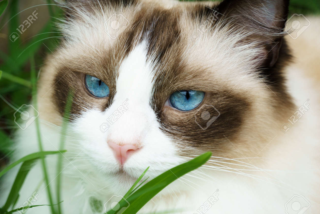 ragdoll green eyes