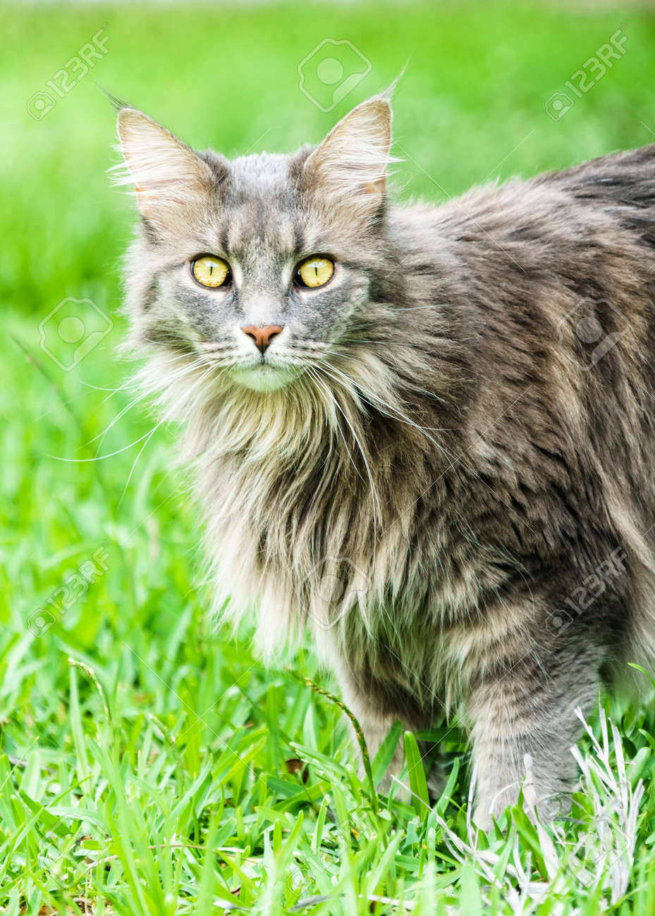 Alerter Gris Maine Coon Chat Tigré Debout Dans Lherbe Verte Le Maine Coon Est La Plus Grande Race Domestique