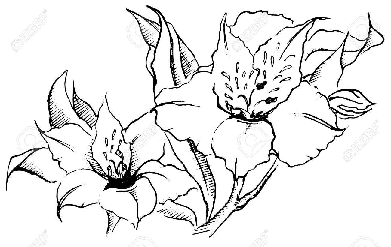 モノクロのアルストロメリアの花の組成はベクター スケッチ アートです のイラスト素材 ベクタ Image