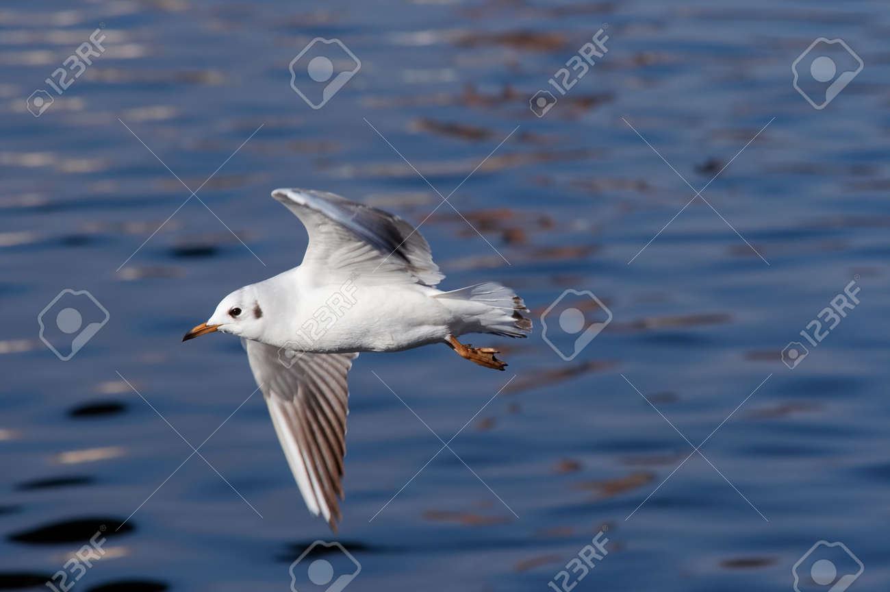 etiam-dictum-ipsum-a-felis