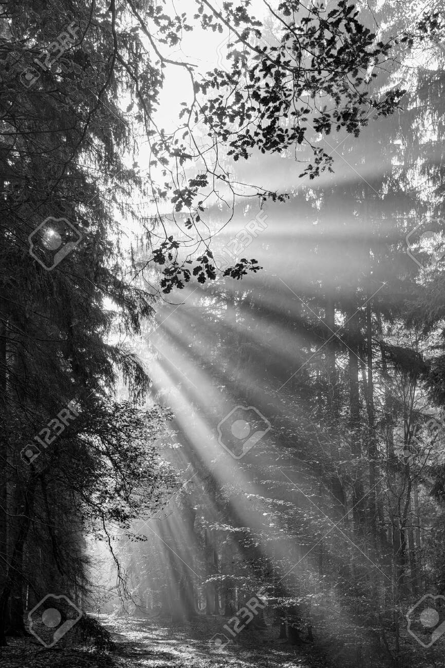 Black And White God Beams - Sun Rays N The Early Morning Forest Stock  Photo, Picture and Royalty Free Image. Image 142336811., image size:866x1300
