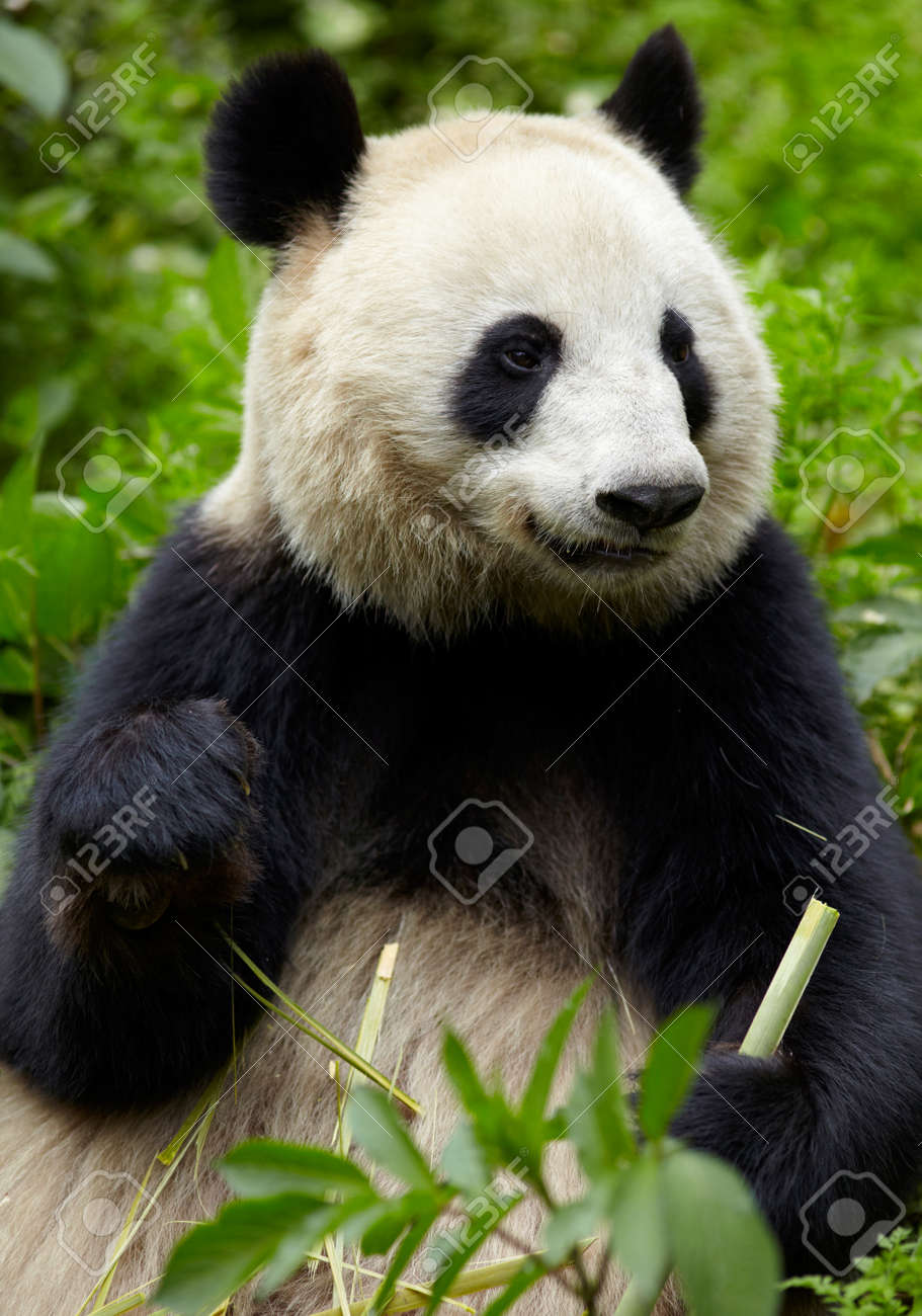 Panda Geant En Bambou Manger Banque D Images Et Photos Libres De Droits Image